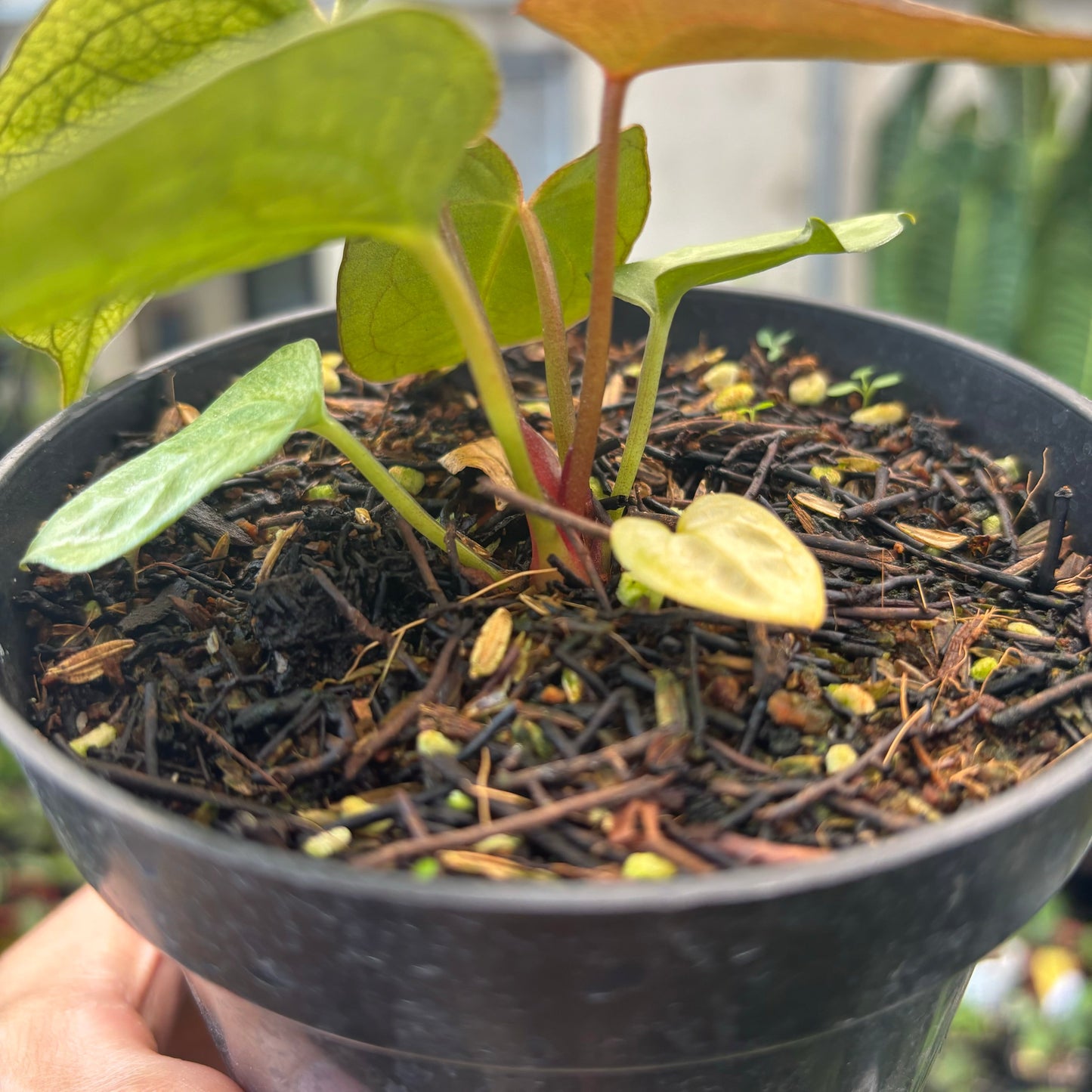 Anthurium Papillilaminum Mint Variegated — photo 5