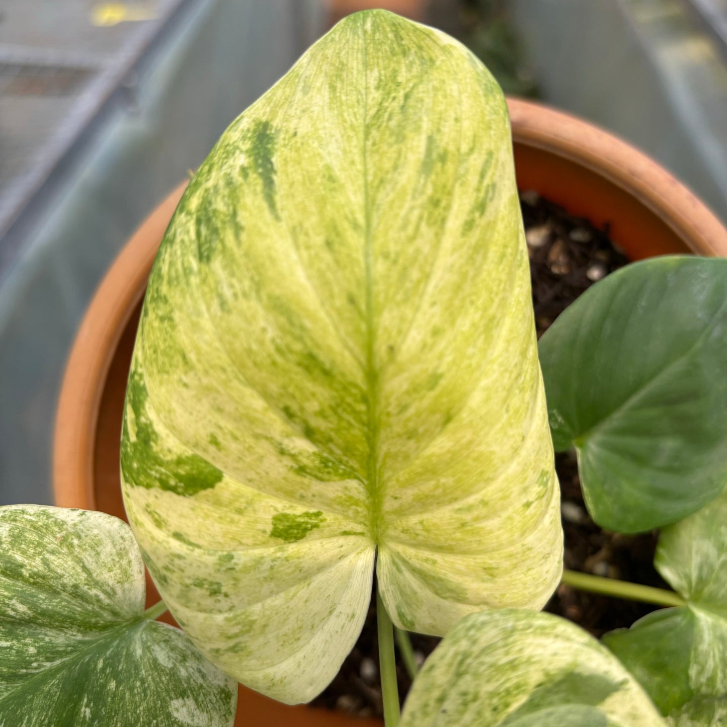 Homalomena Pendula Variegated — photo 6