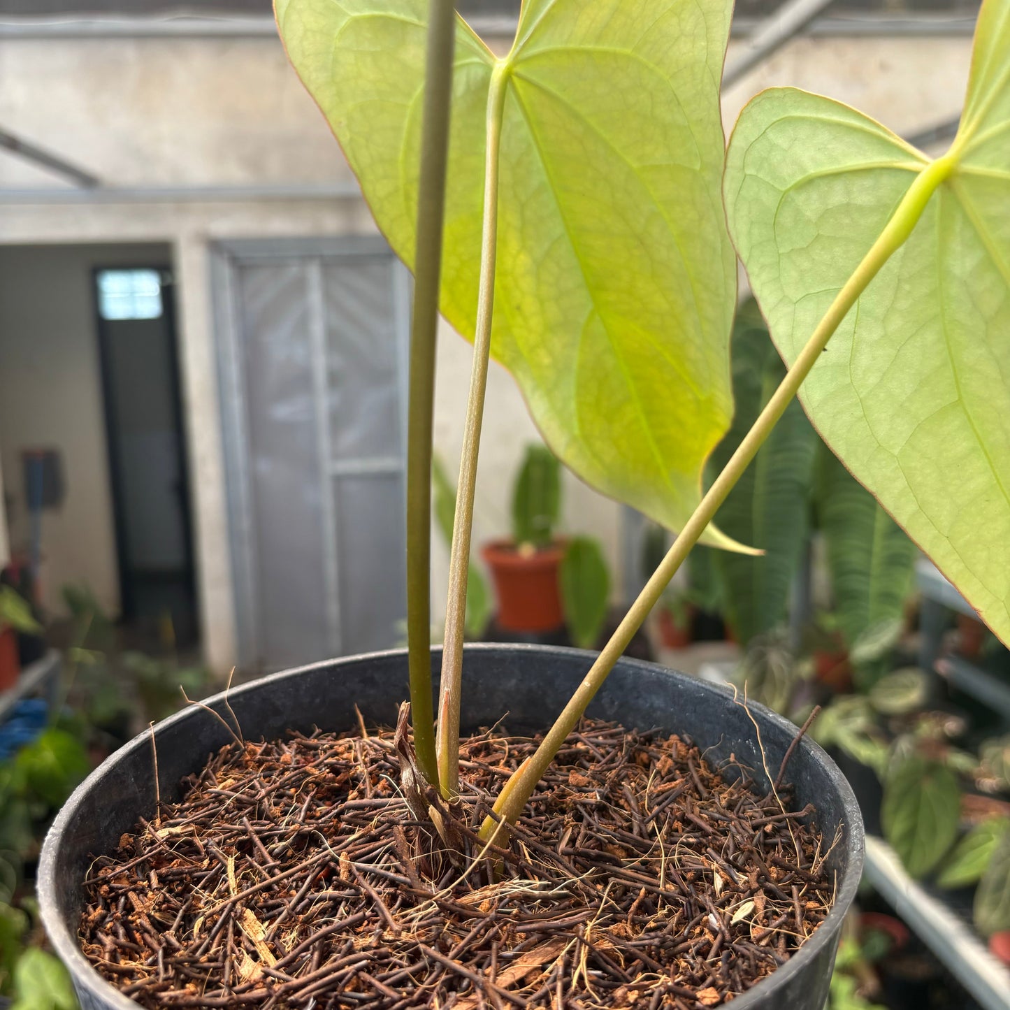 Anthurium Papillilaminum x Portillae Long — photo 4