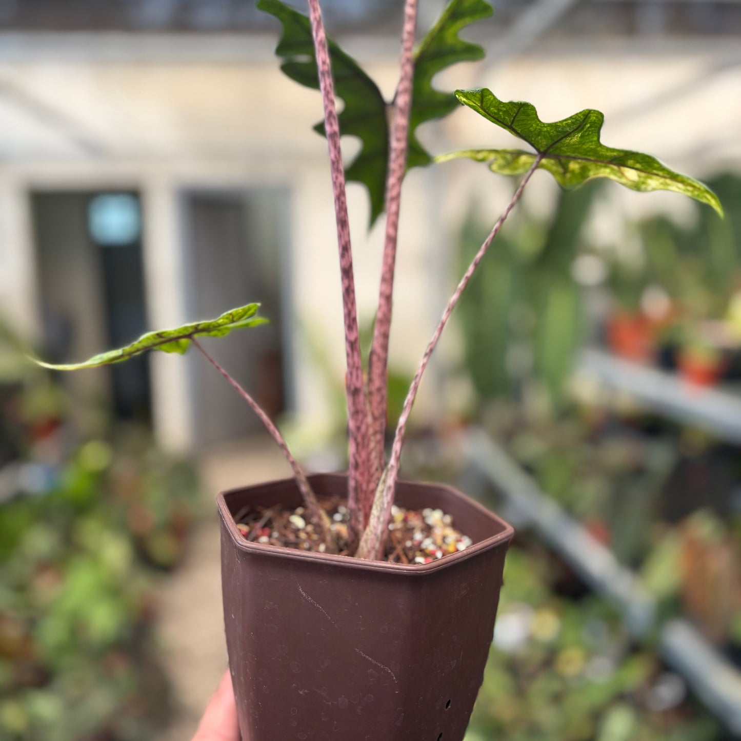 Alocasia jacklyn Variegated — photo 4