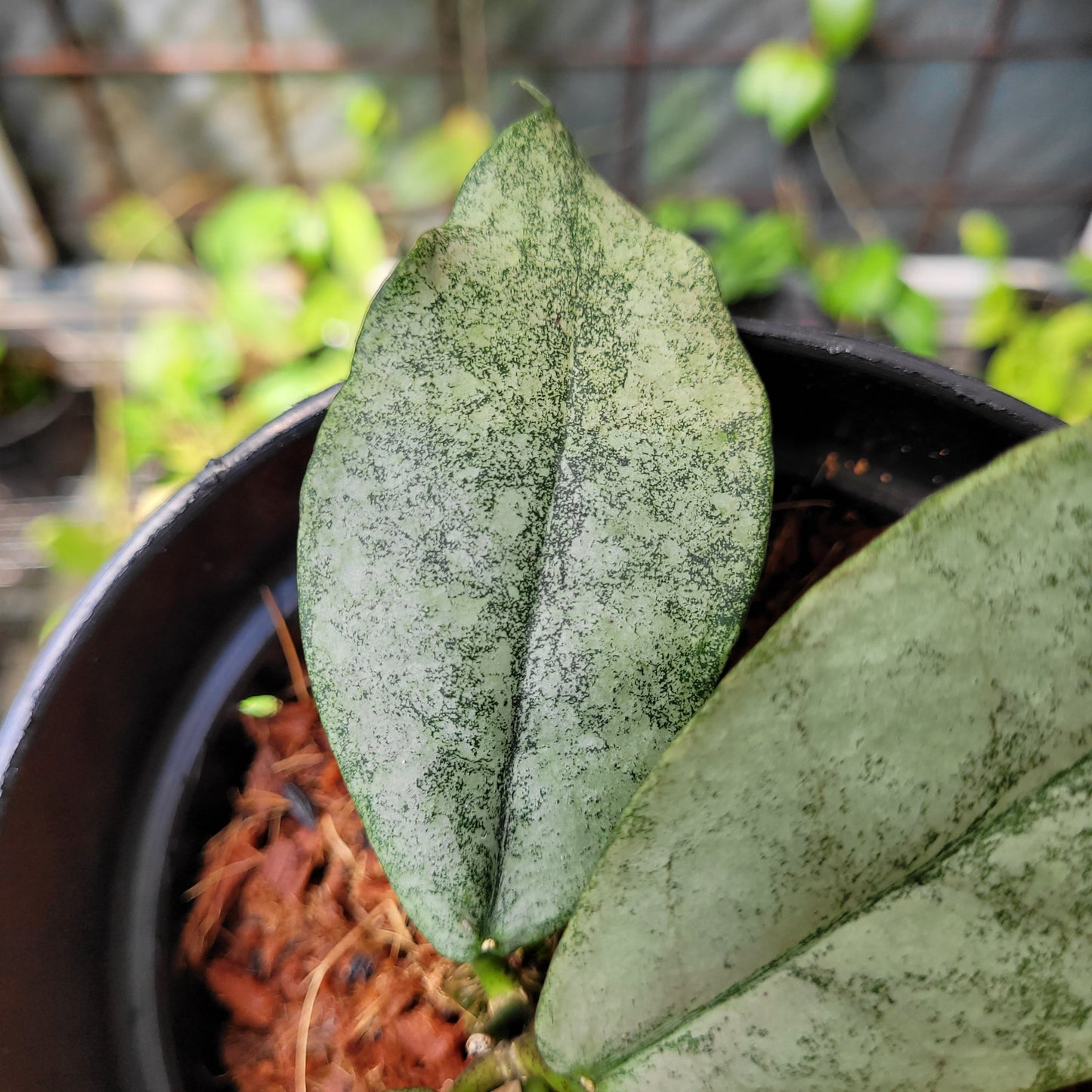 Hoya Mitrata Silver