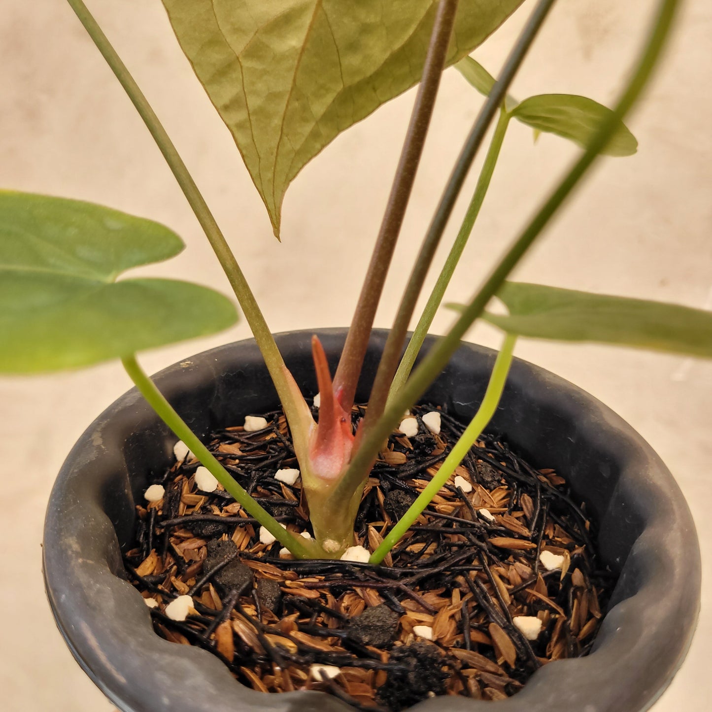 Anthurium Regale x Blue X One — photo 5