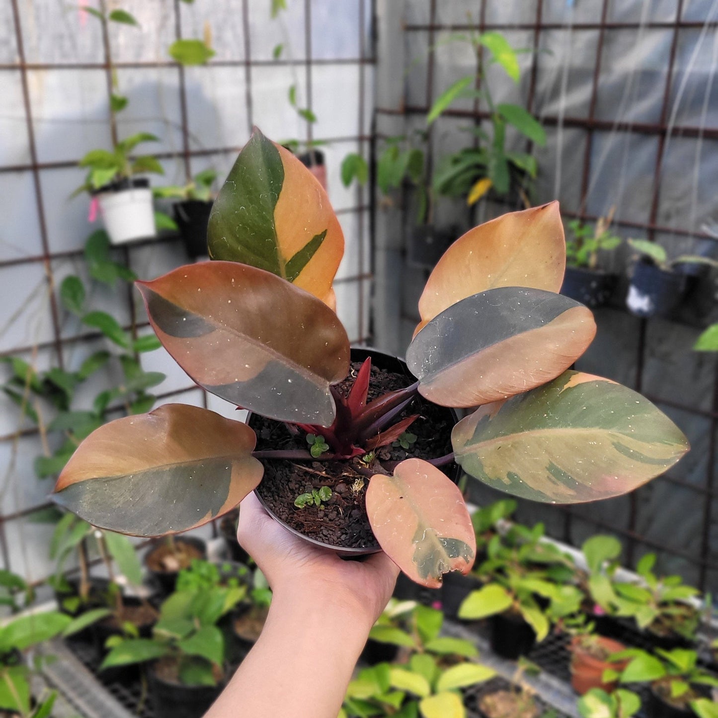Philodendron Black Cardinal Variegated - Indonesian Rare Plants