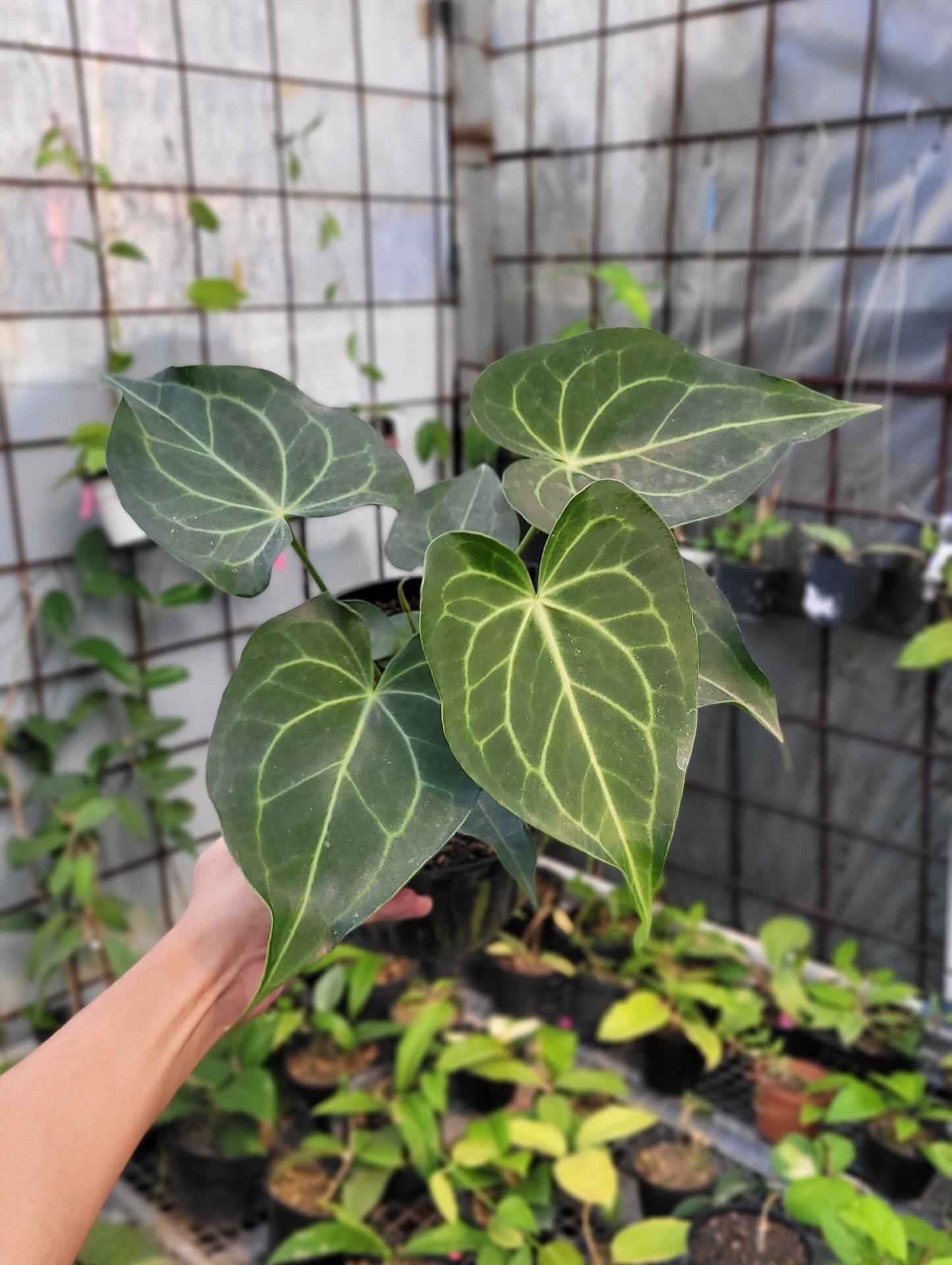 Anthurium Clarinervium Hybrid - Indonesian Rare Plants