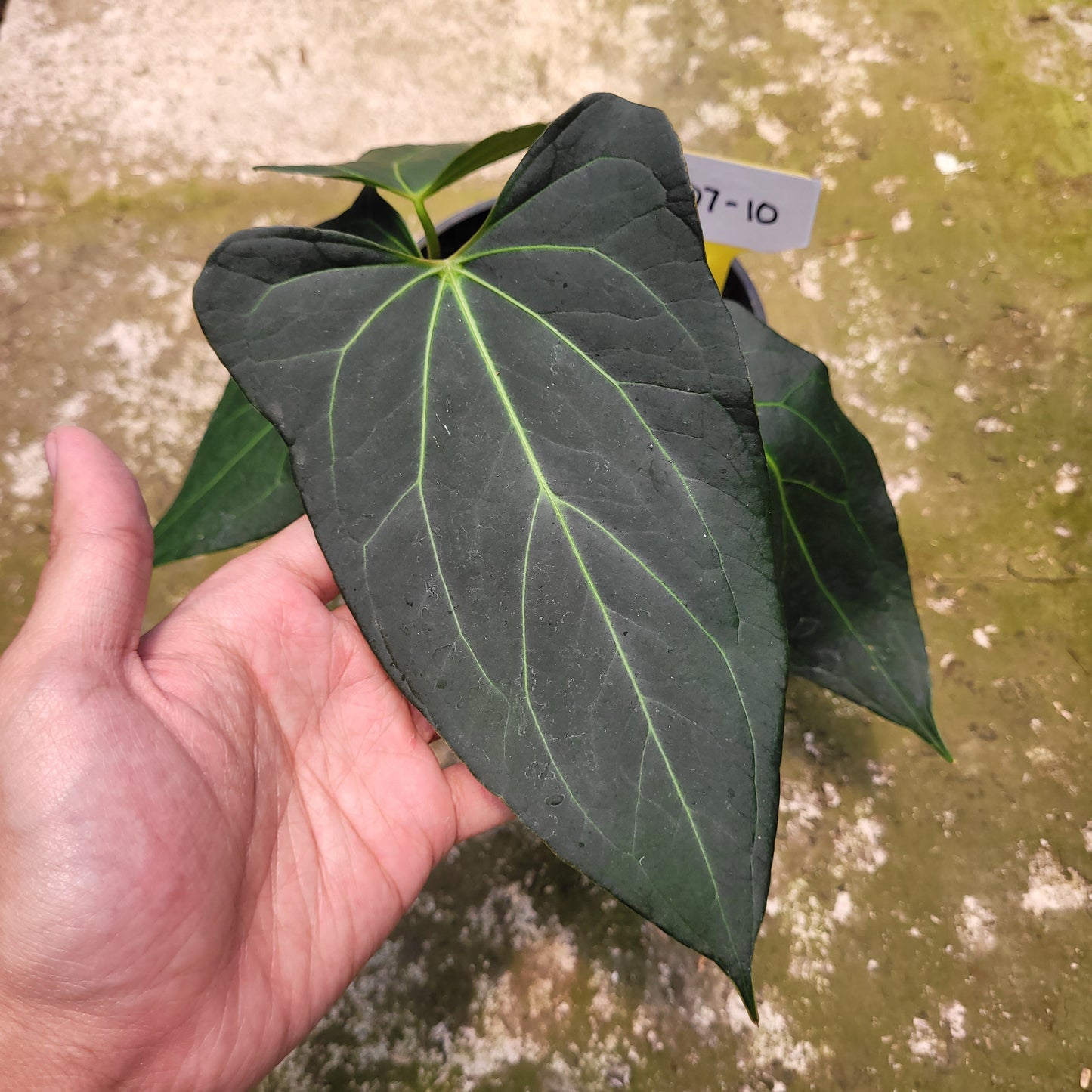 Anthurium Papillilaminum x Portilae — photo 4