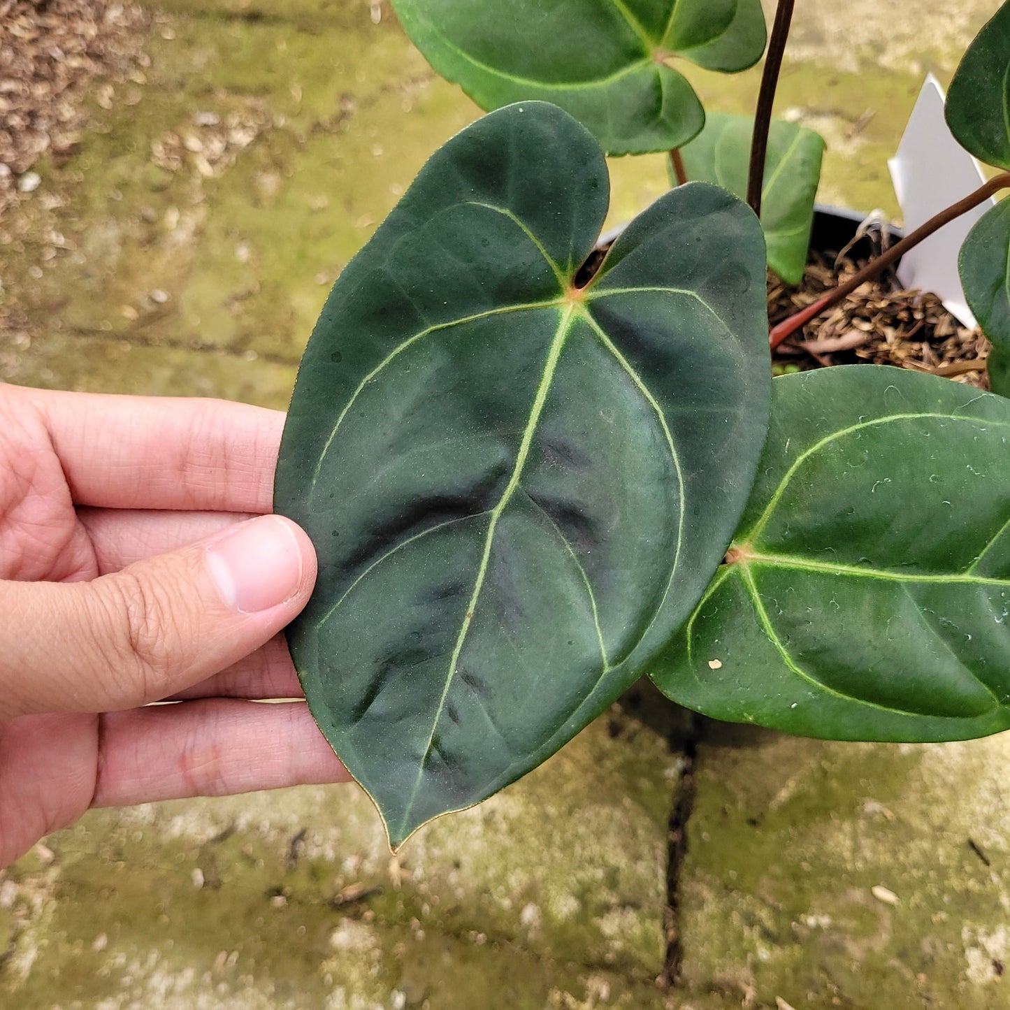 Anthurium Calgara — photo 4