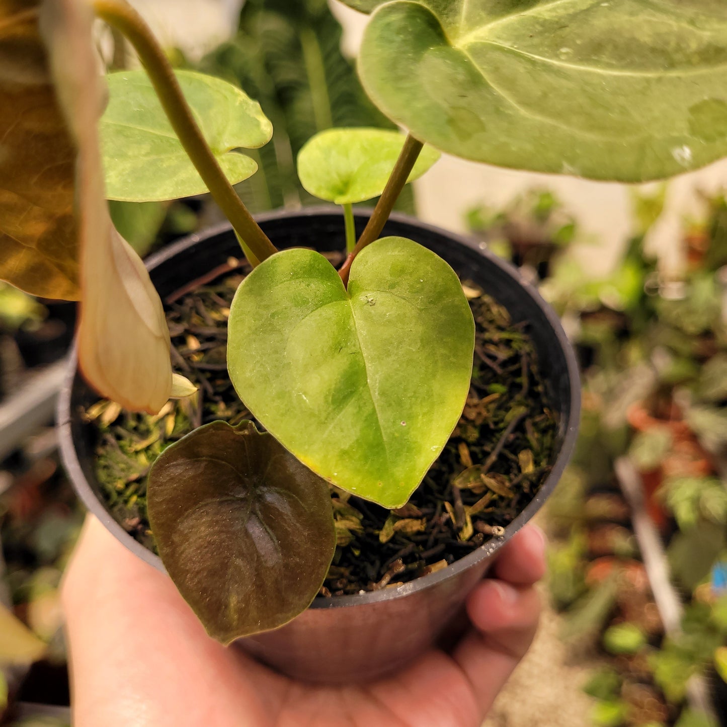 Anthurium Luxurians Indonesian Type — photo 4