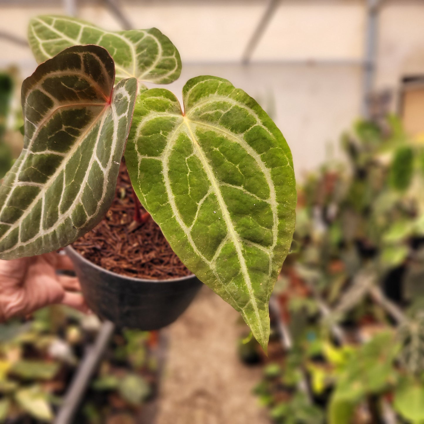 Anthurium Black Velvet Indonedia Type x (Zara x Michelle) "Selected" — photo 4