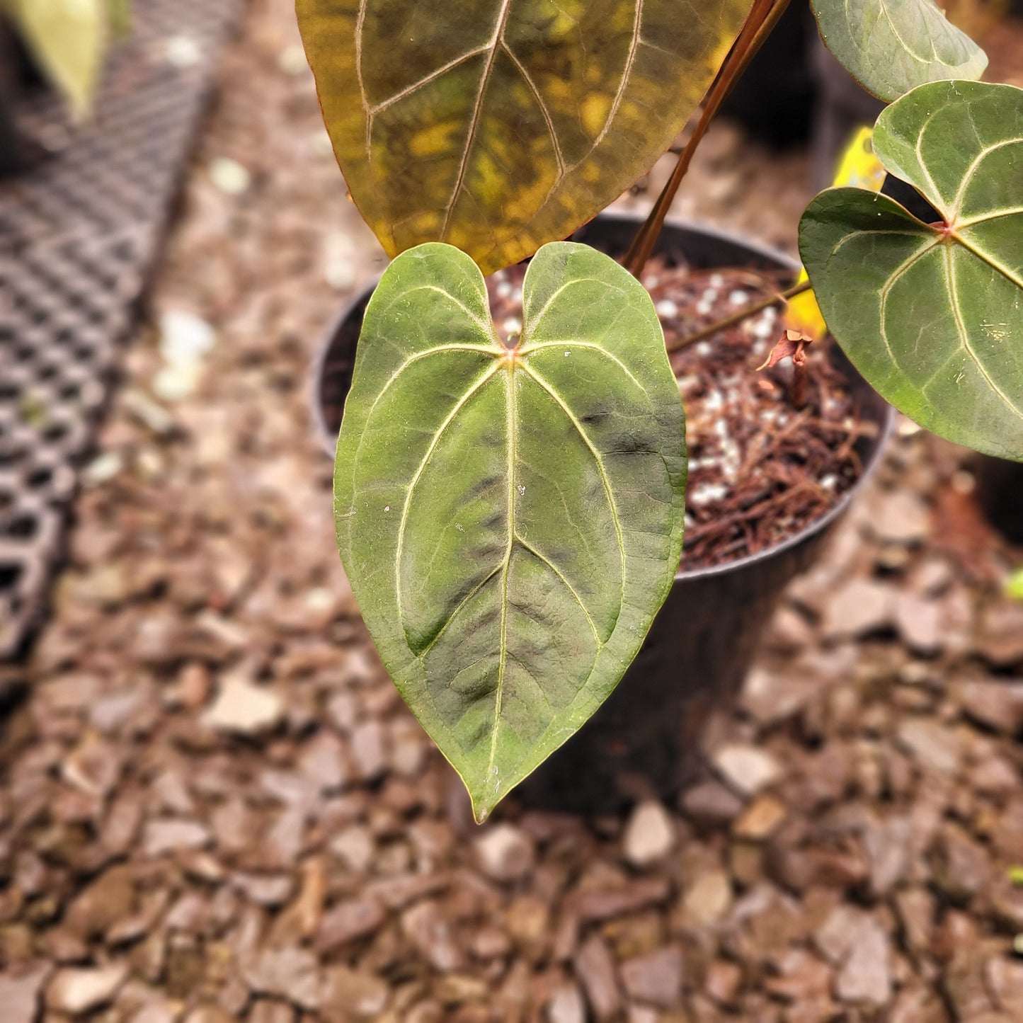 Anthurium Forgetii x AOS Dark Form — photo 5