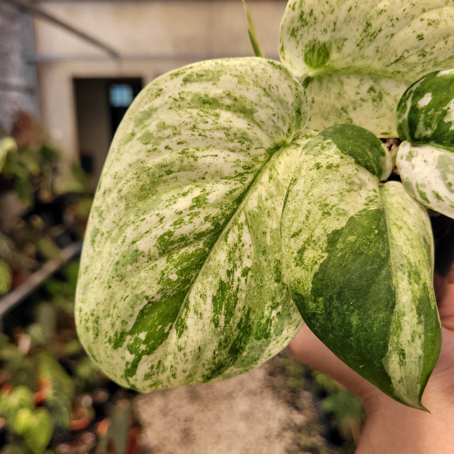 Scindapsus Cream Blue — photo 5