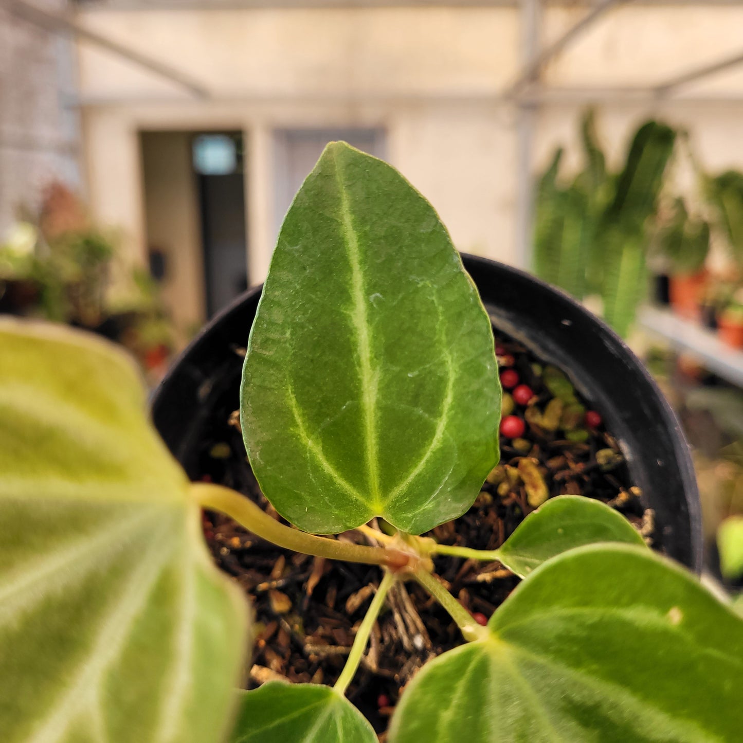 Anthurium Fairchild — photo 4