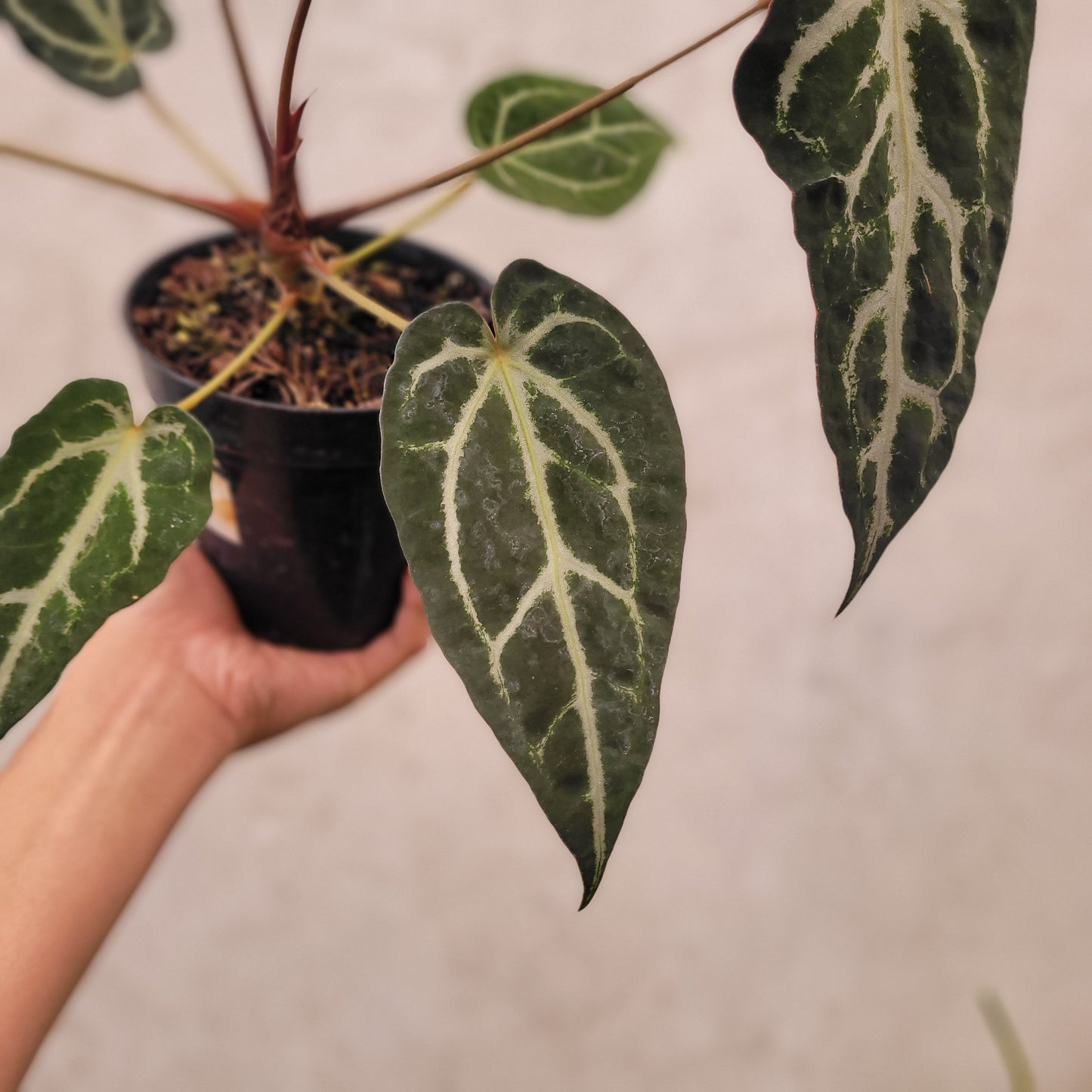 Anthurium BVIT x Zara Michelle Mutation