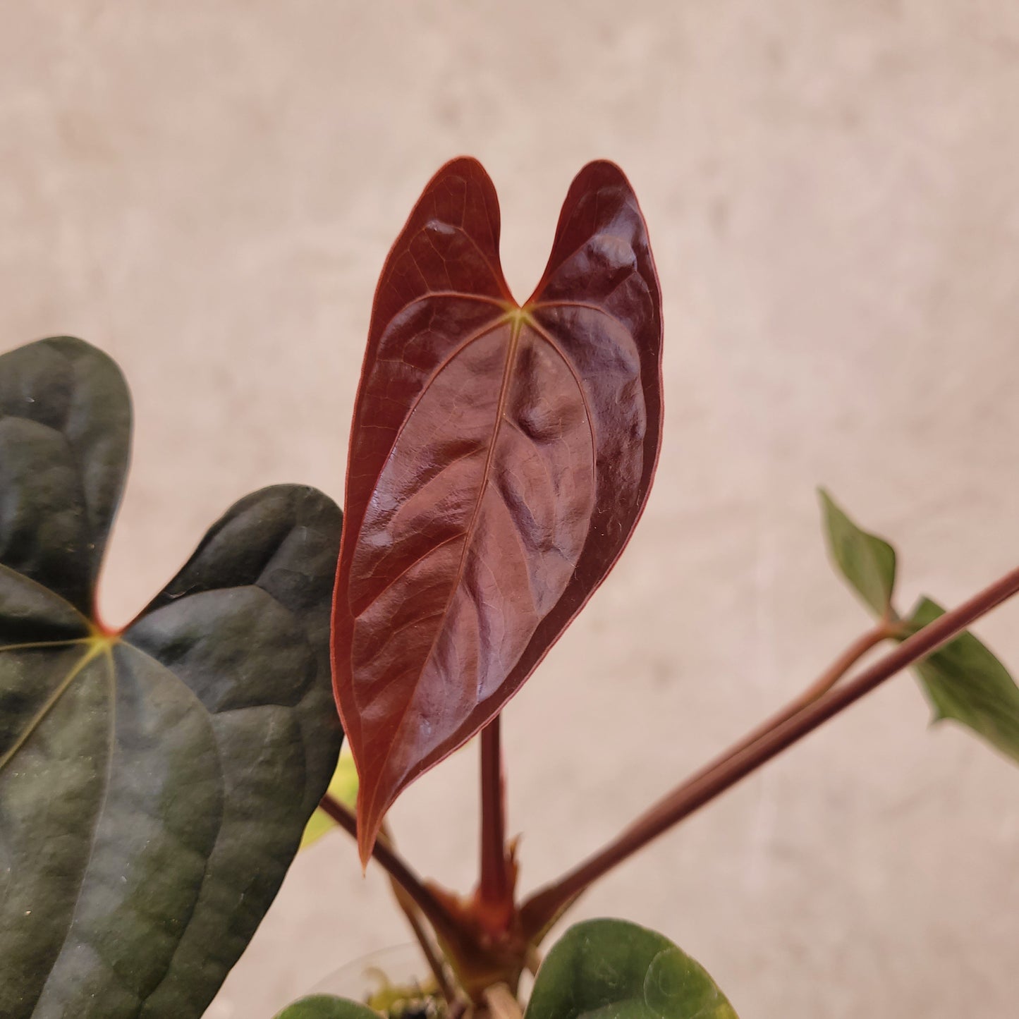 Anthurium Fort Sherman x Luxurians