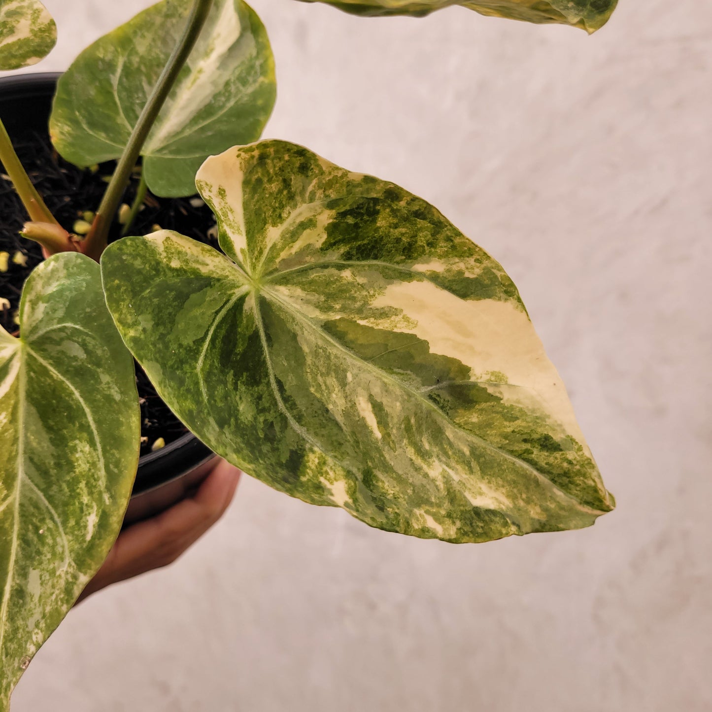 Anthurium Papillilaminum x KOS