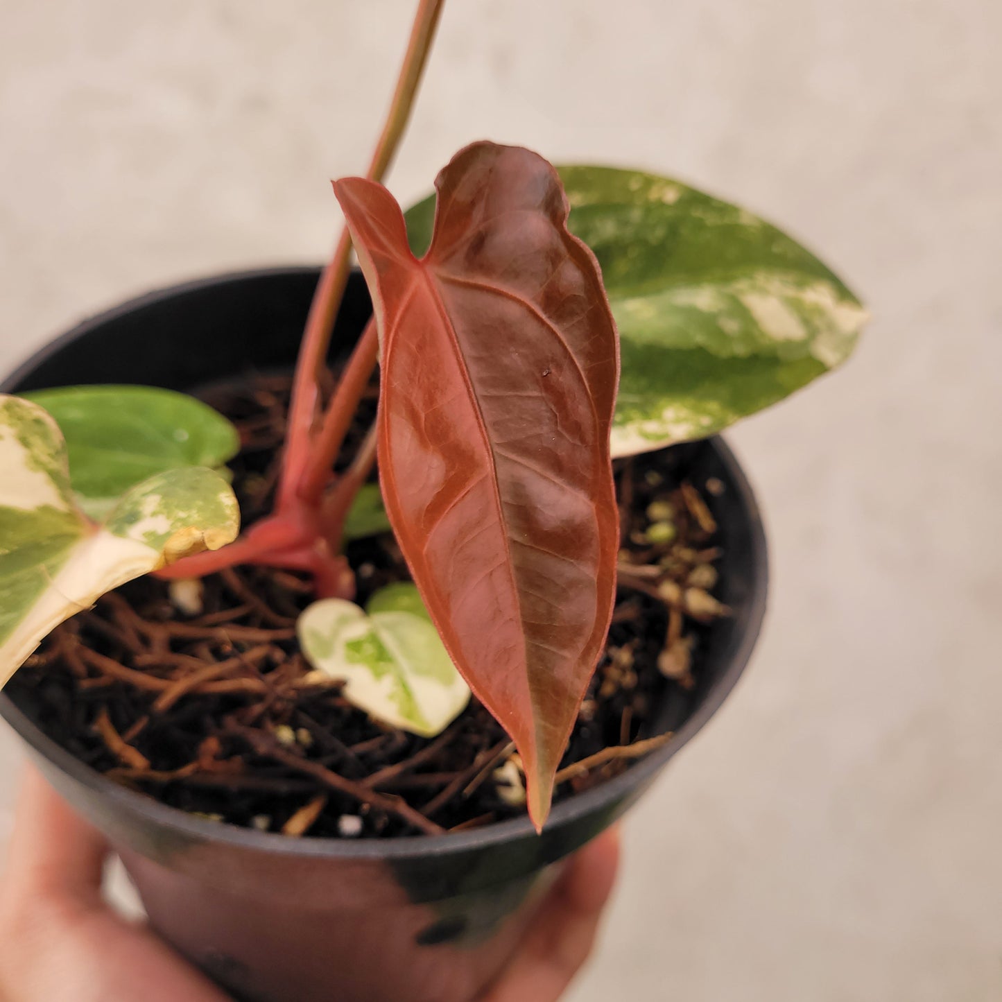 Anthurium Megatron x AOS Dark Form