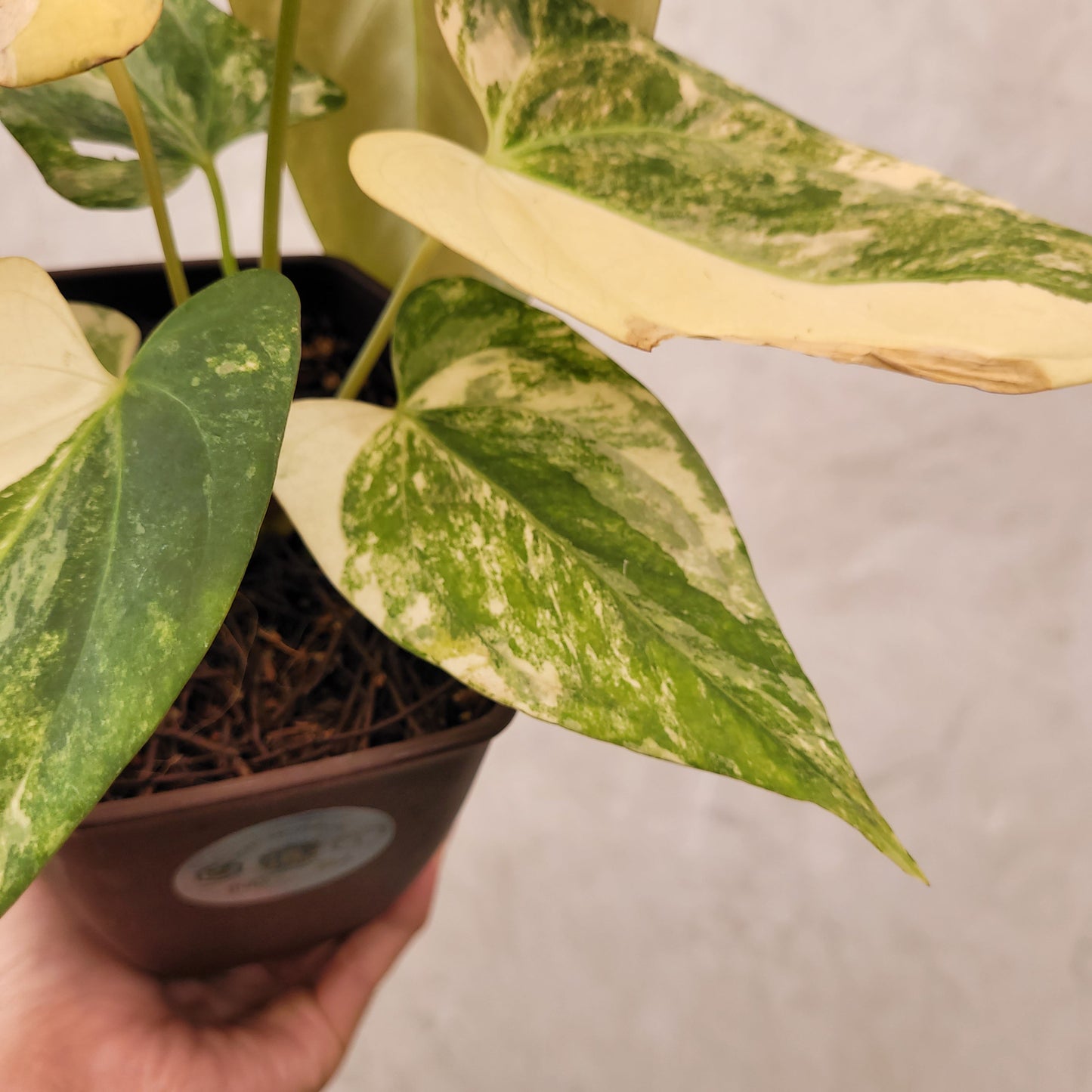 Anthurium Papillilaminum x Portillae Variegated