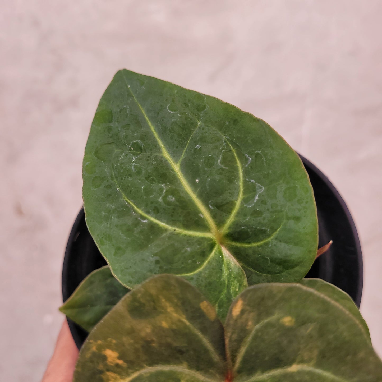 Anthurium Papilillaminum Varieagated x Luxurians