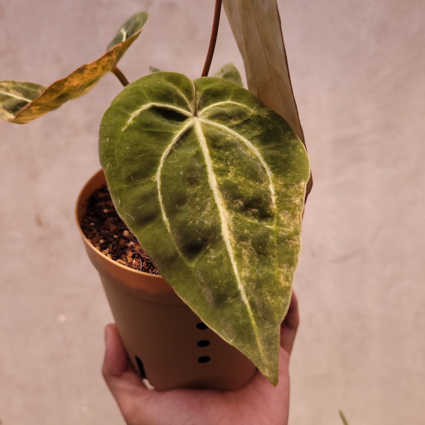 Anthurium Papillilaminum Variegated x Michelle