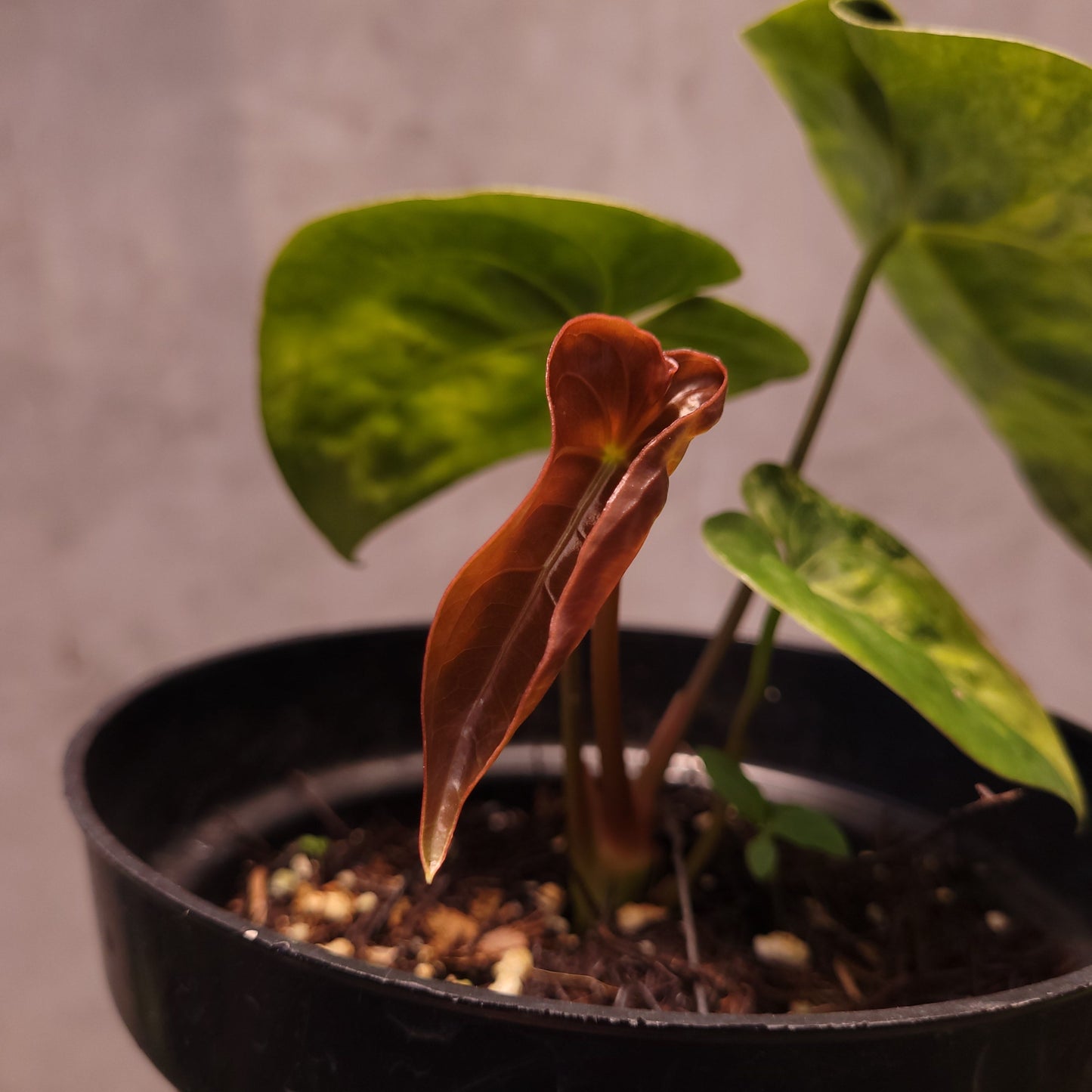 Anthurium Luxurians Indo Type x Dorayaki