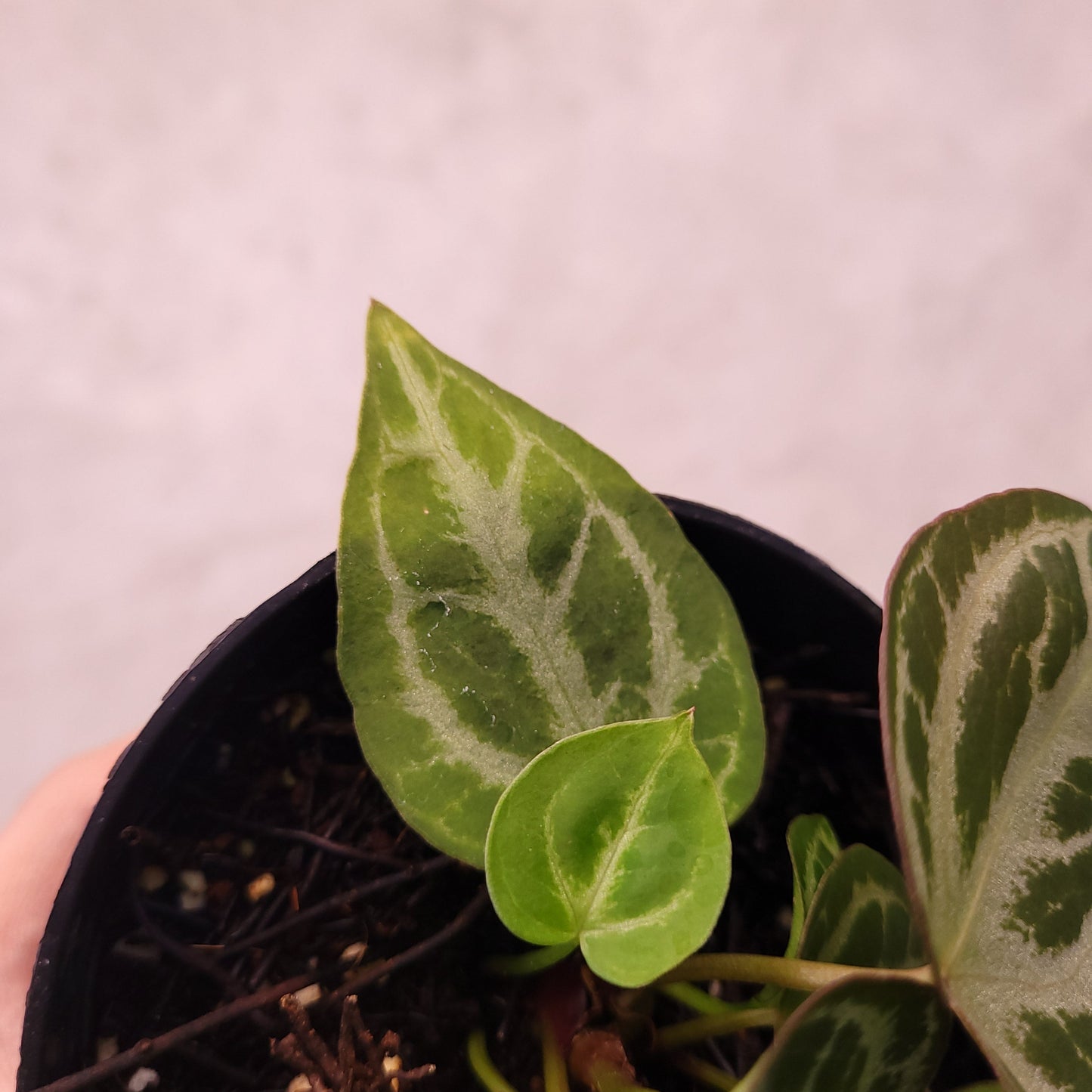 Anthurium Silver Hope Selected