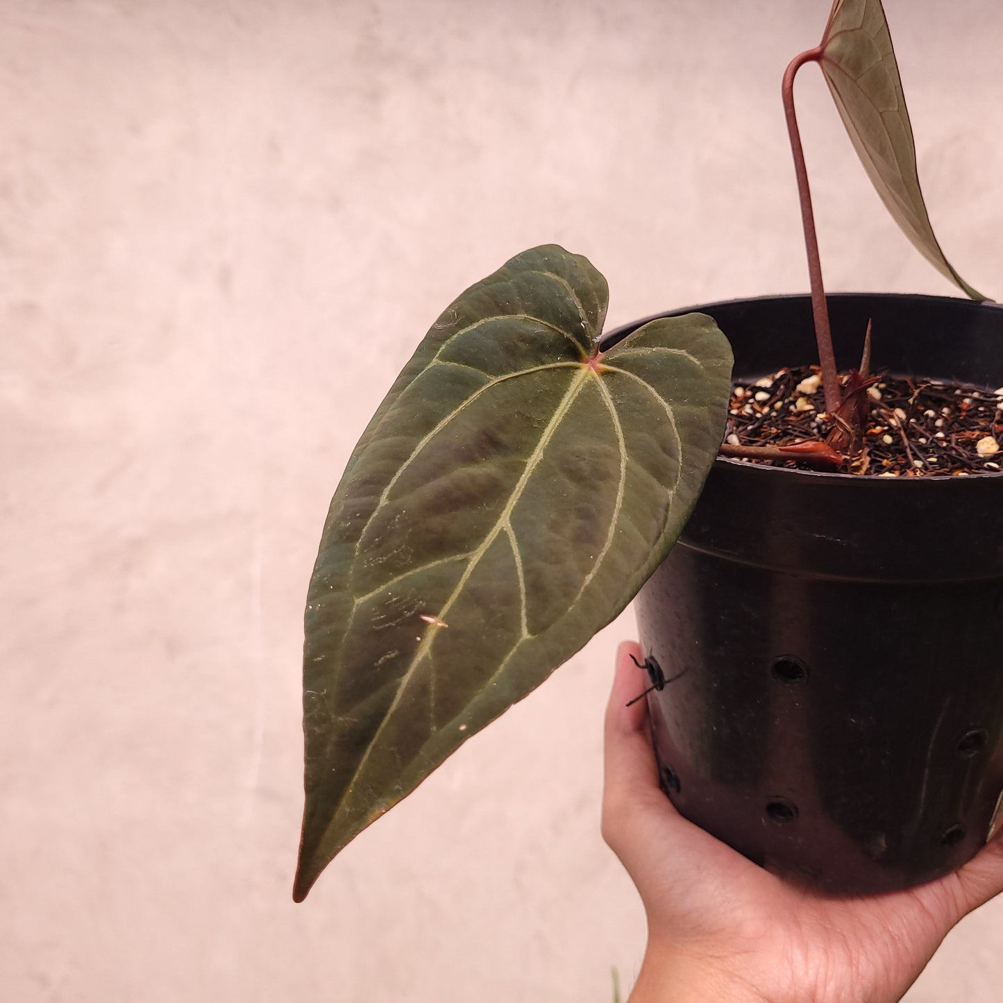 Anthurium BVIT x Zara Michelle Selected