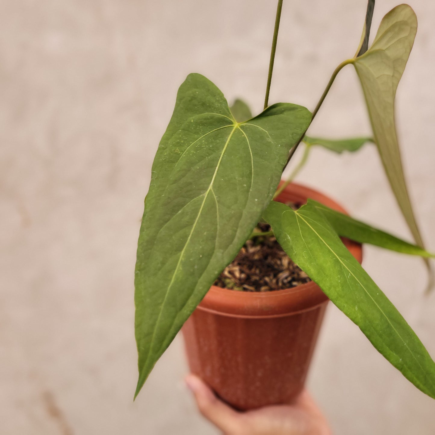 Anthurium Papillilaminum x Portillae