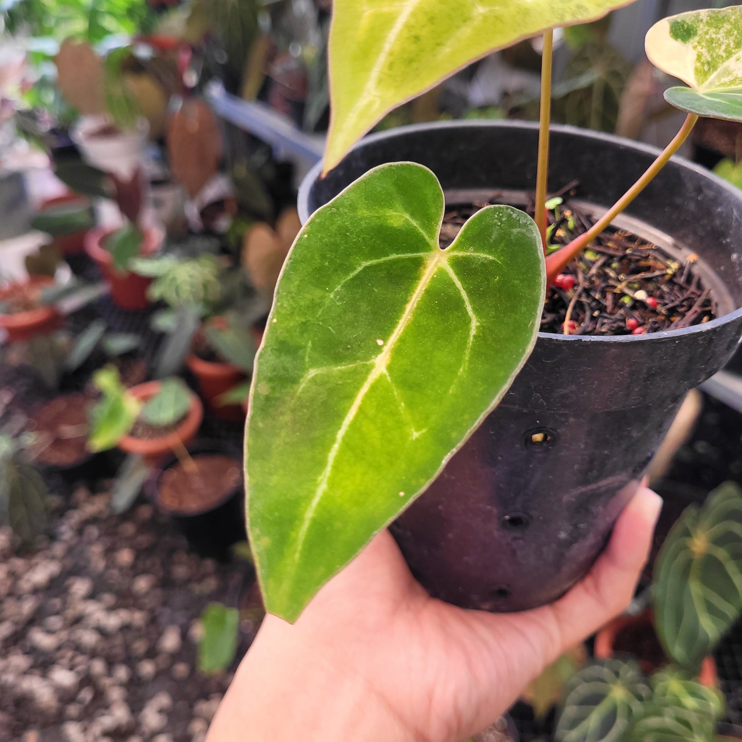 Anthurium Blue Papillilaminum Seedling Variegated
