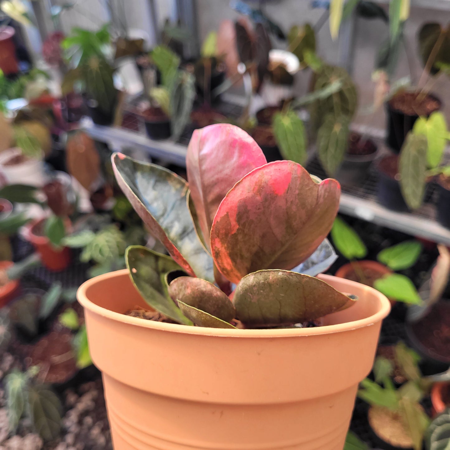 Labisia Variegated