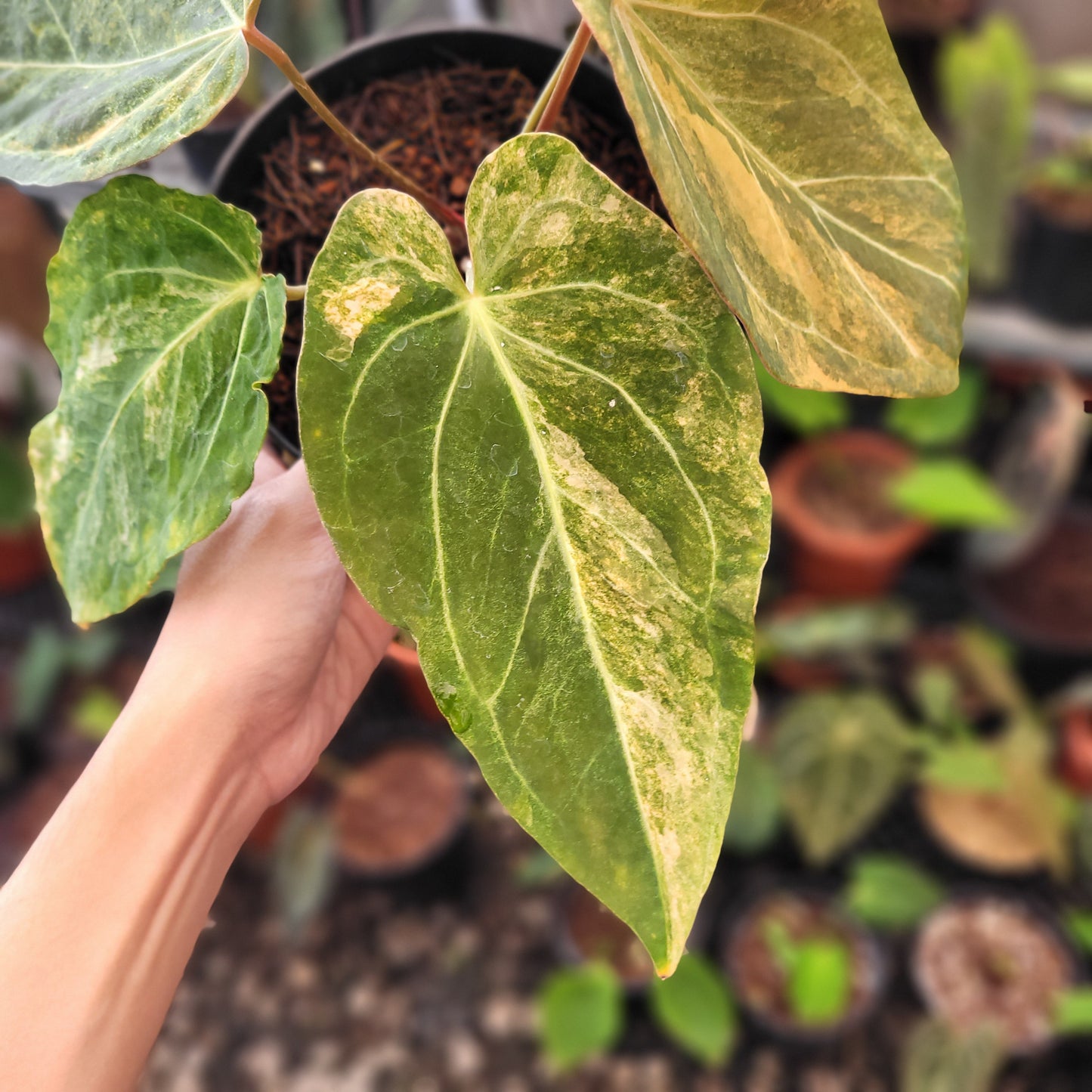 Anthurium Papillilaminum Variegated