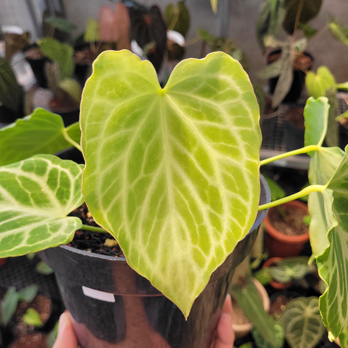 Anthurium Silver Tiger