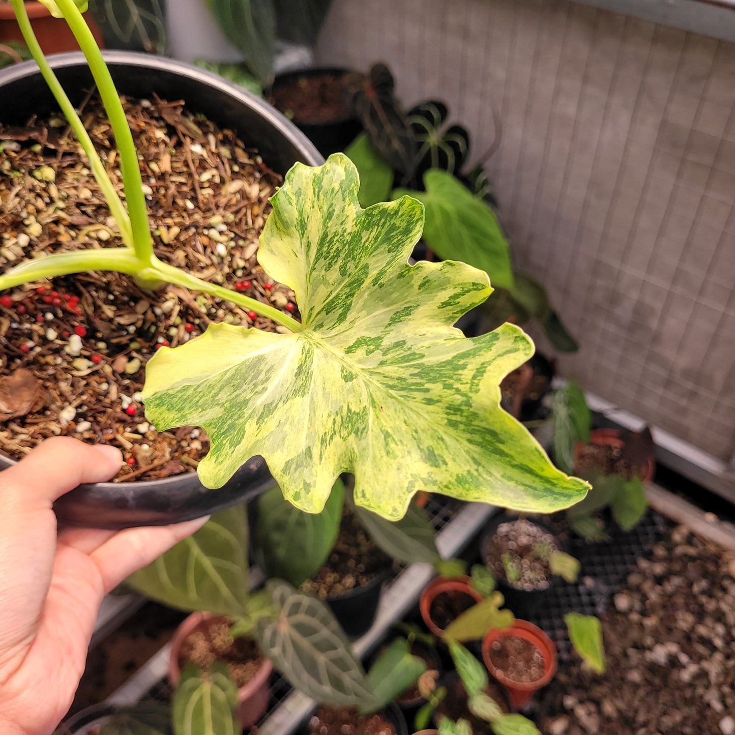 Thaumatophyllum Dragon Fire Variegated