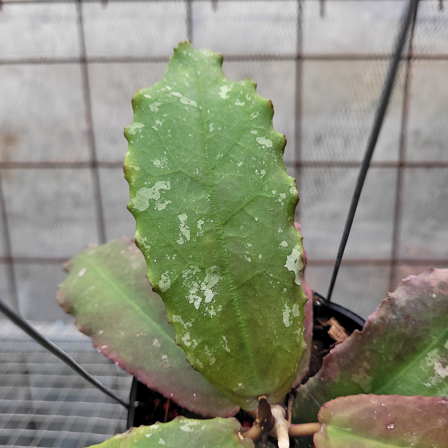 Hoya Undulata VN-504