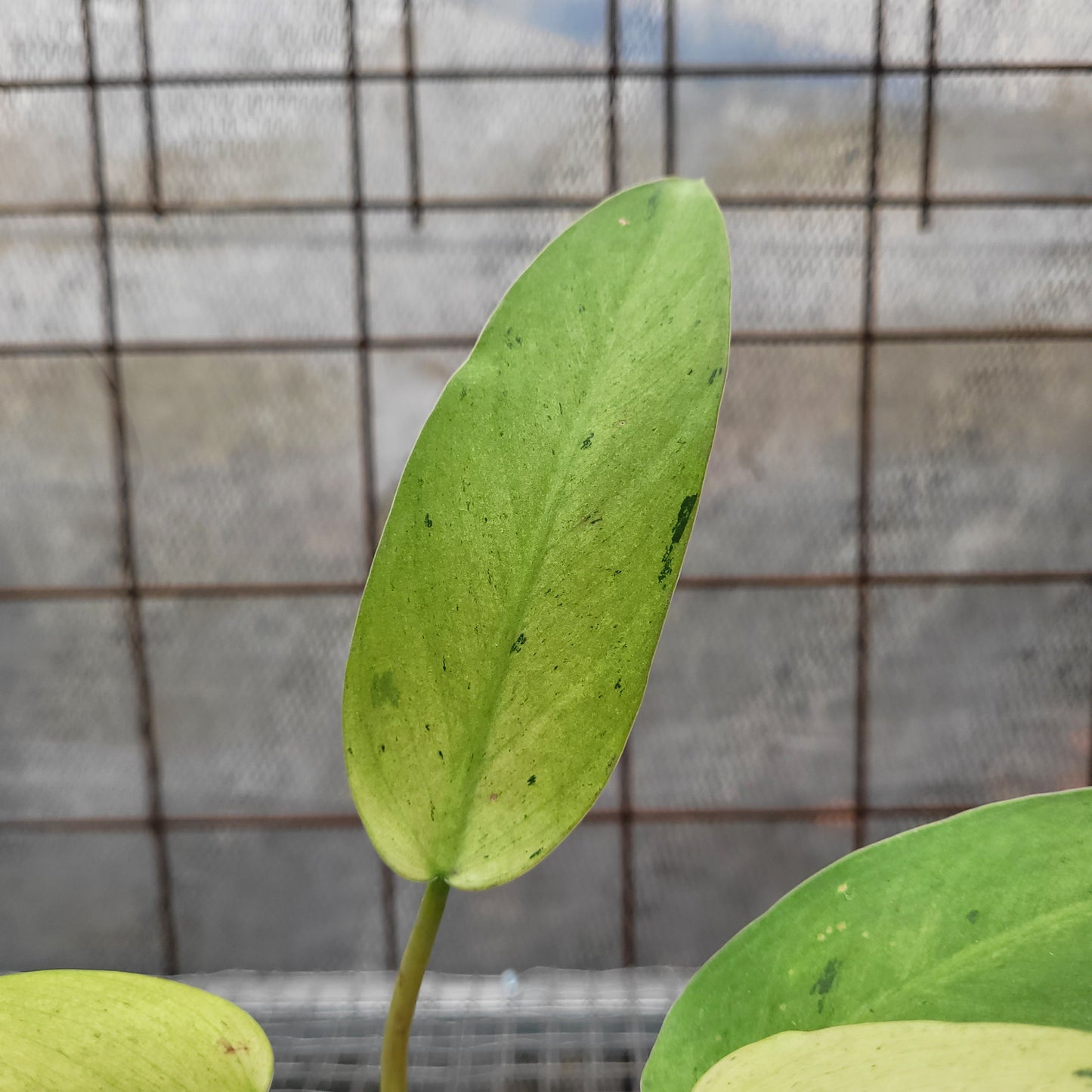 Philodendron Whipple Way Variegated
