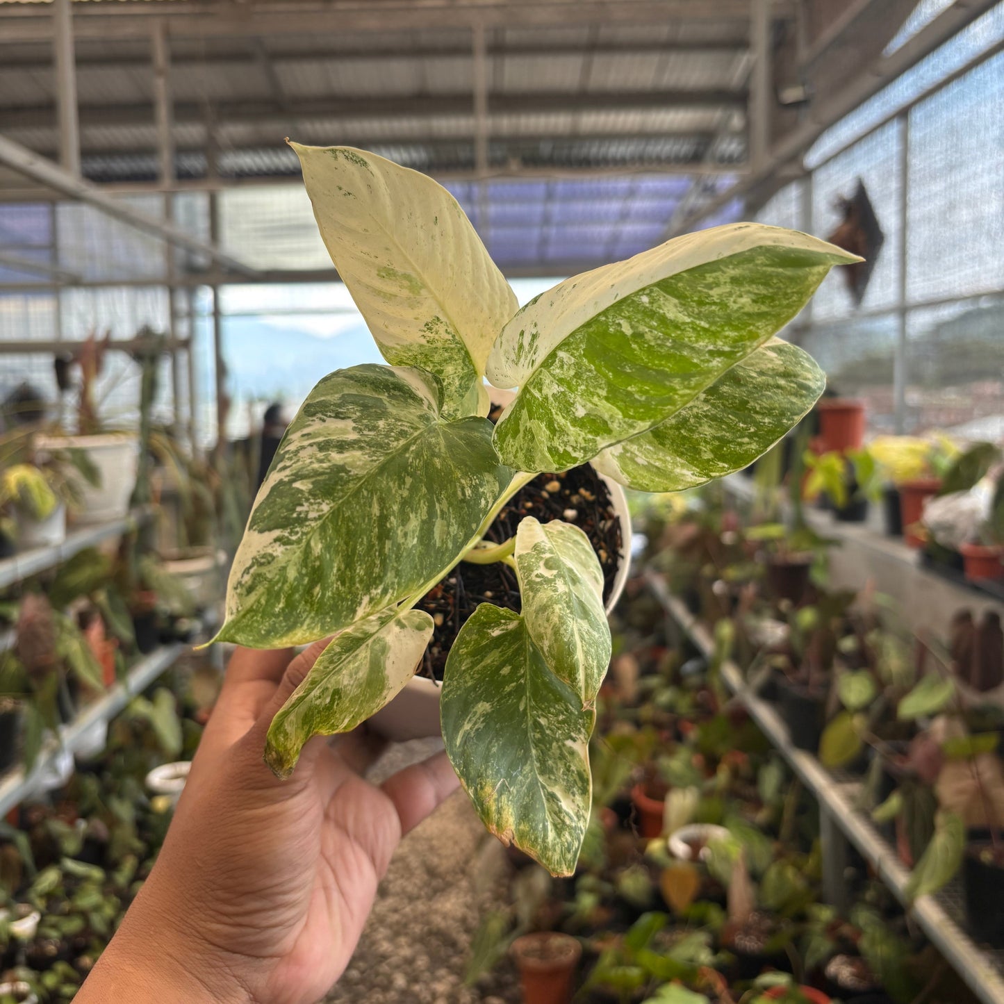 Homalomena sp Borneo Variegated — photo 6