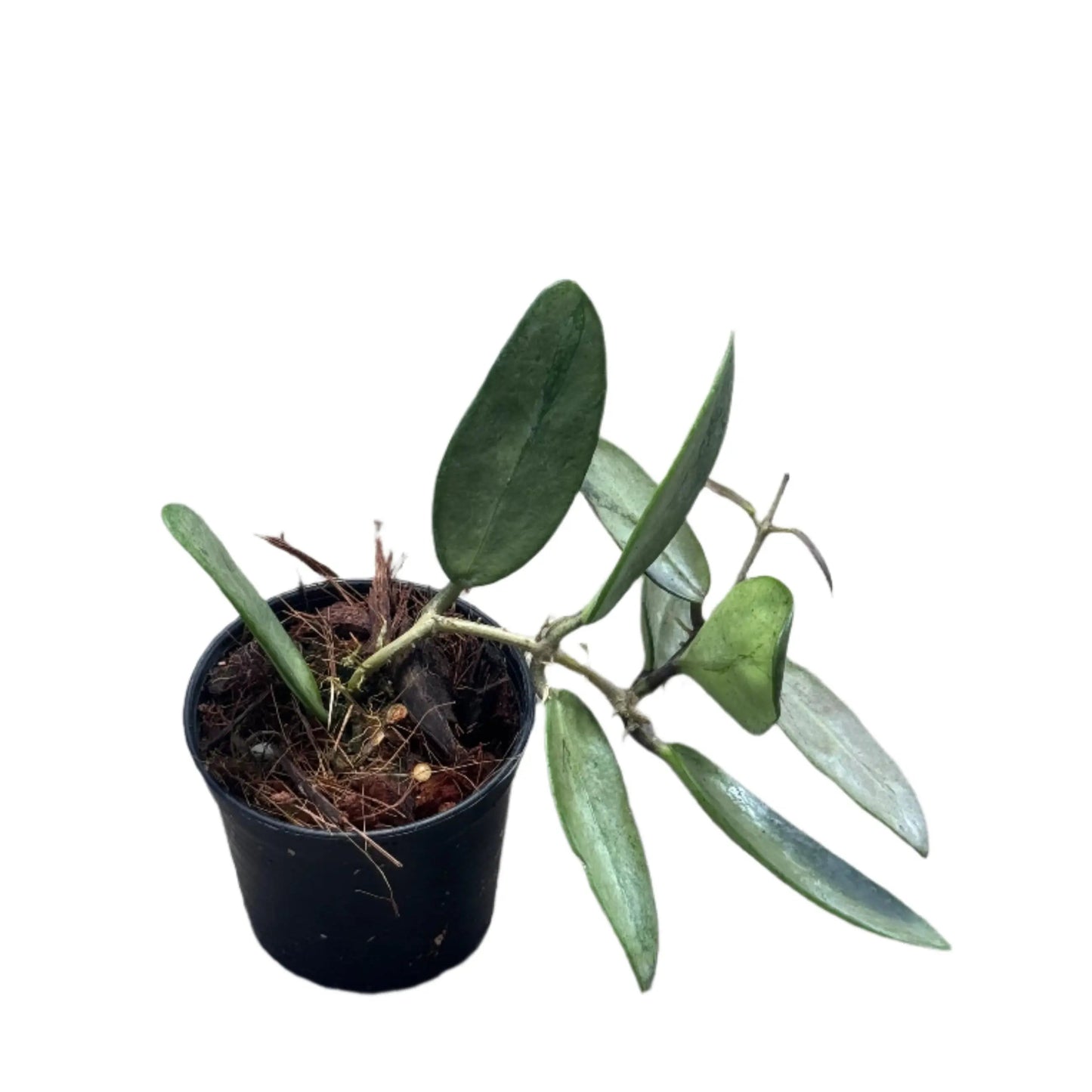 Hoya Silver Lady