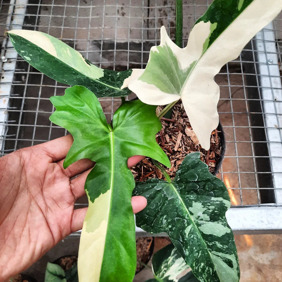 Philodendron Golden Dragon Variegated — photo 2