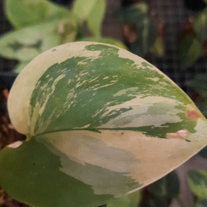 Scindapsus Treubii Moonlight Aurea — photo 2
