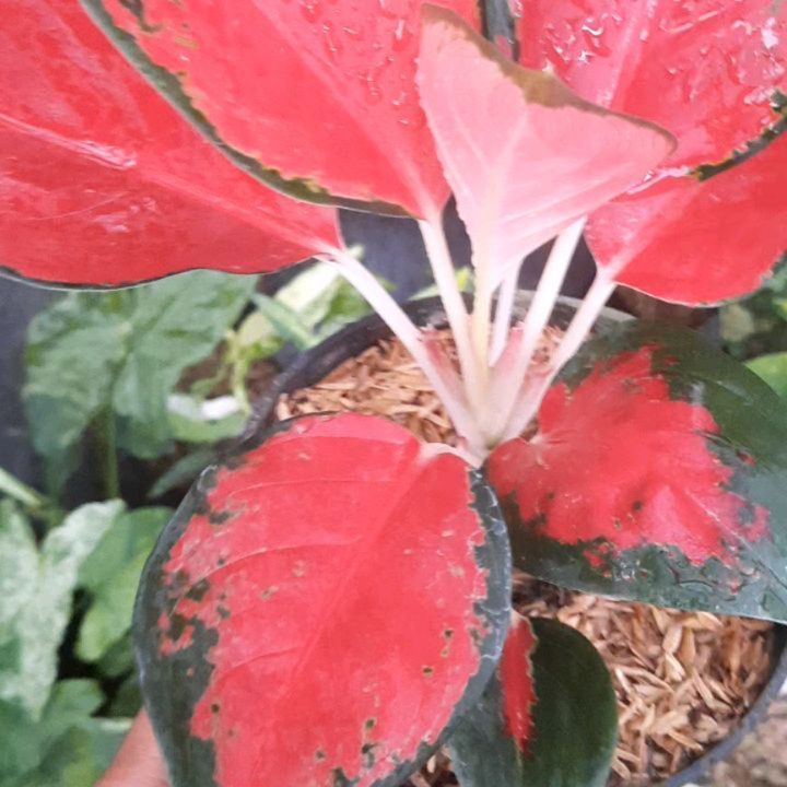 Aglaonema Kochin — photo 2