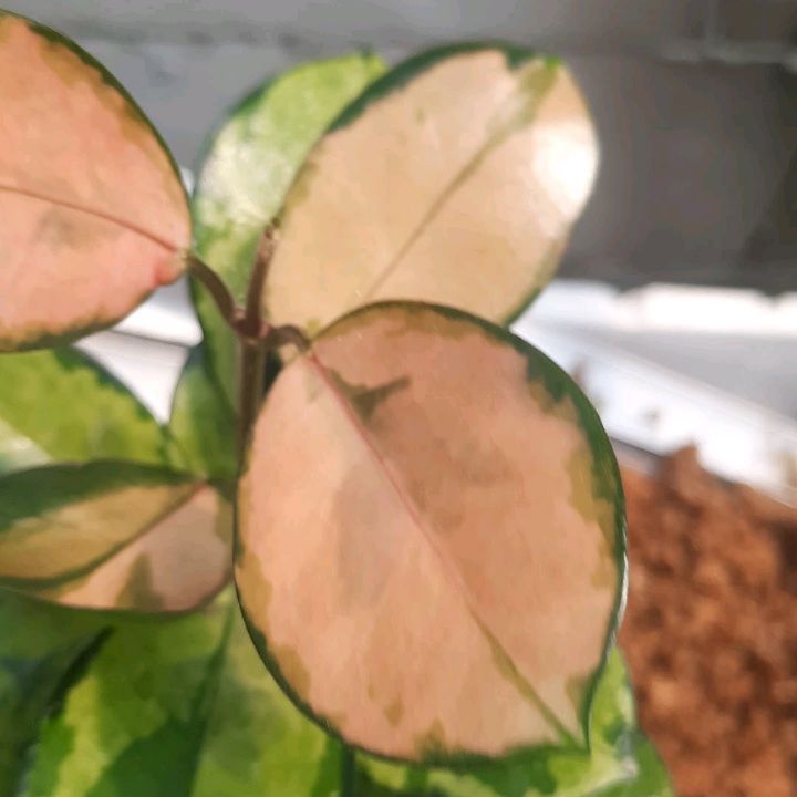 Hoya Australis Peacoks — photo 2
