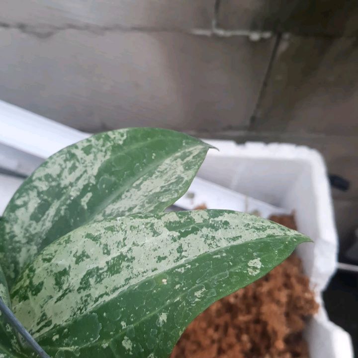 Hoya Latifolia Snow Queen — photo 2