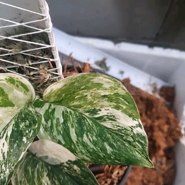 Scindapsus Treubii Moonlight Tricolor — photo 2