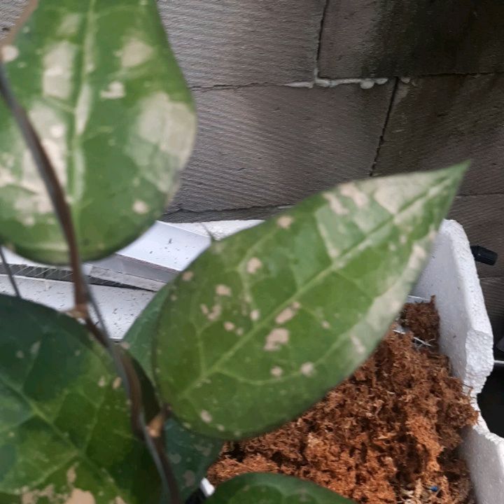 Hoya Bird Of Paradise — photo 2