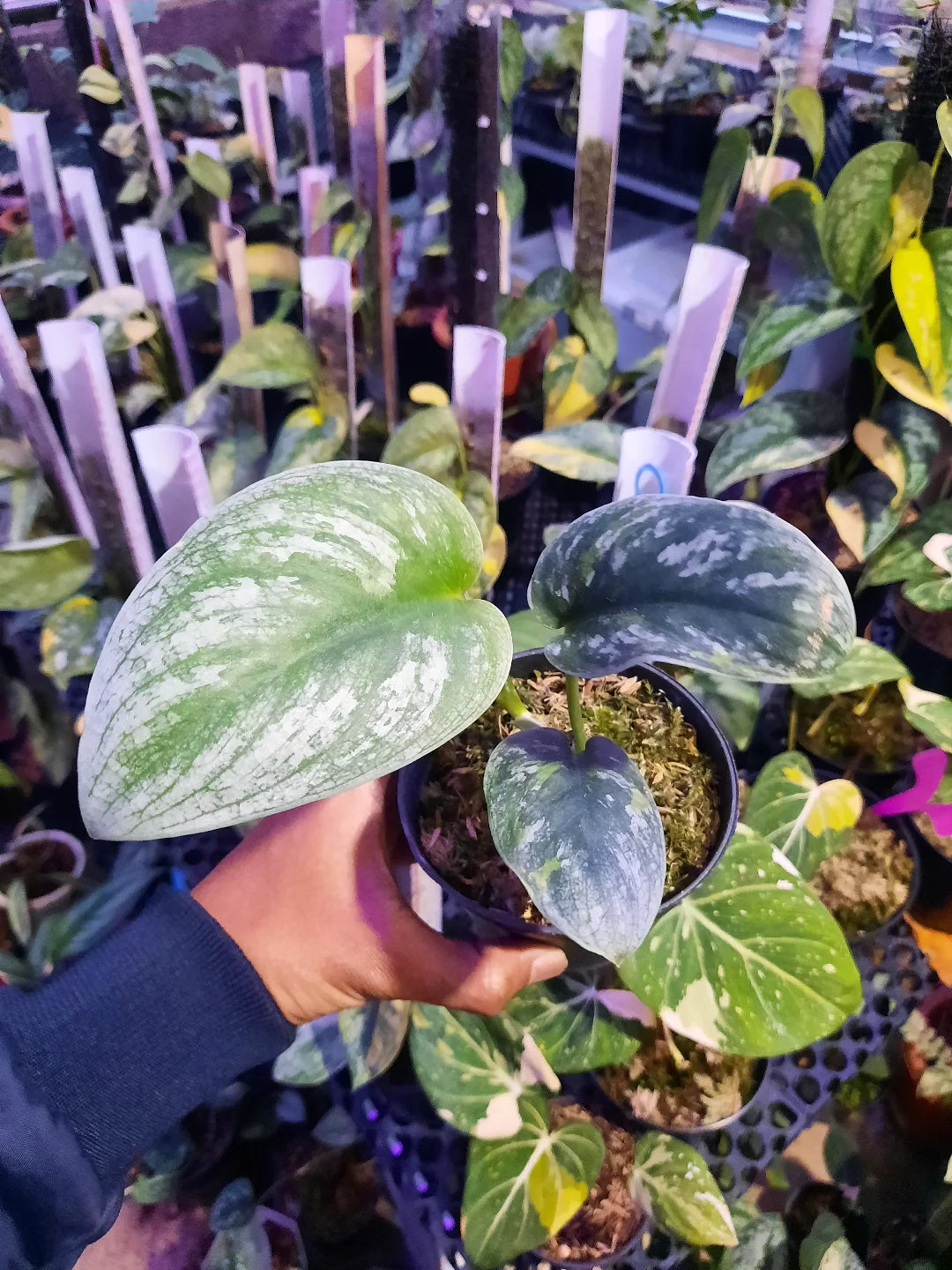 Scindapsus Silver Sword — rare Indonesian plant