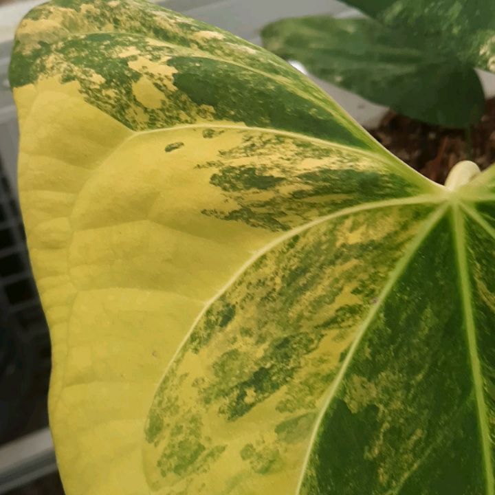 Anthurium Portillae Variegated — photo 2