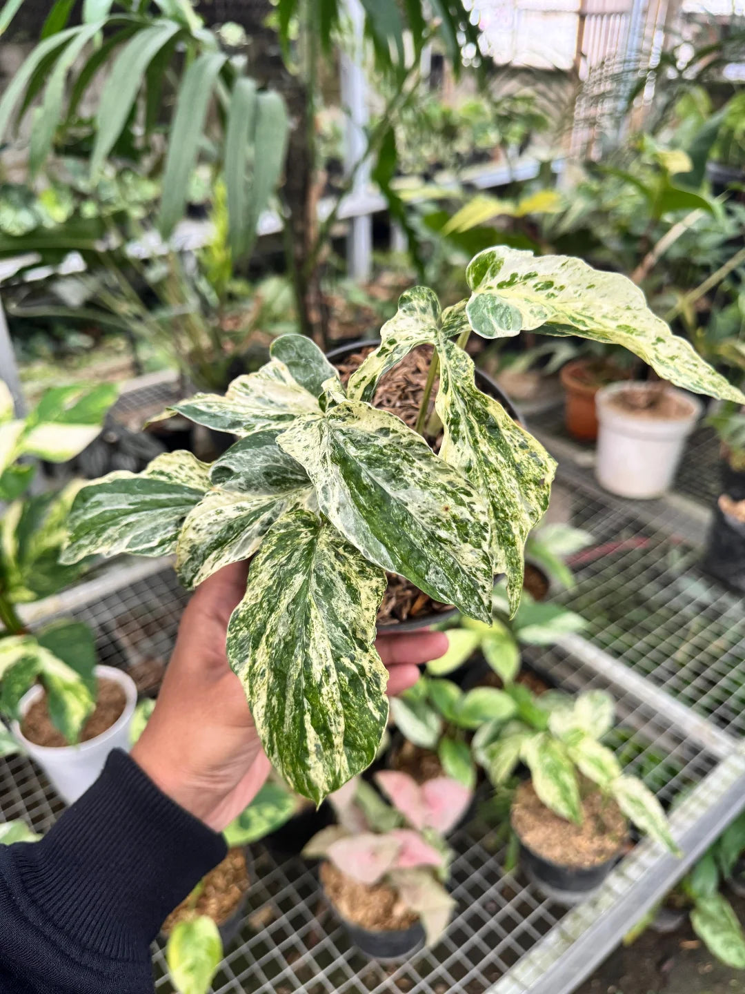 Amydrium Zippelianum Variegated — rare Indonesian plant