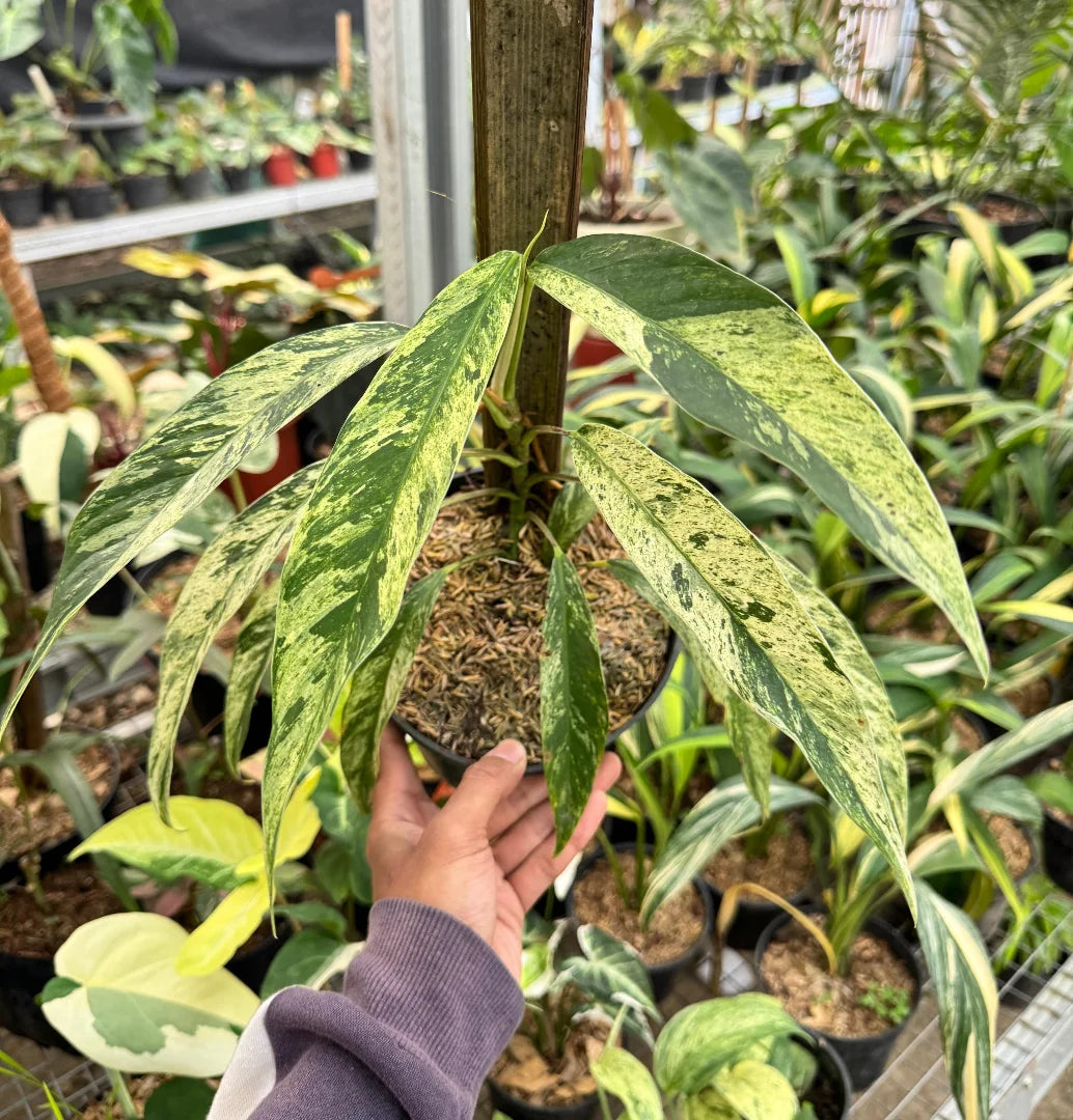 Rhaphidophora Megasperma — rare Indonesian plant