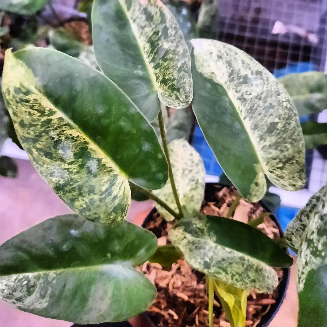 Philodendron Burlemarx Mint — photo 2