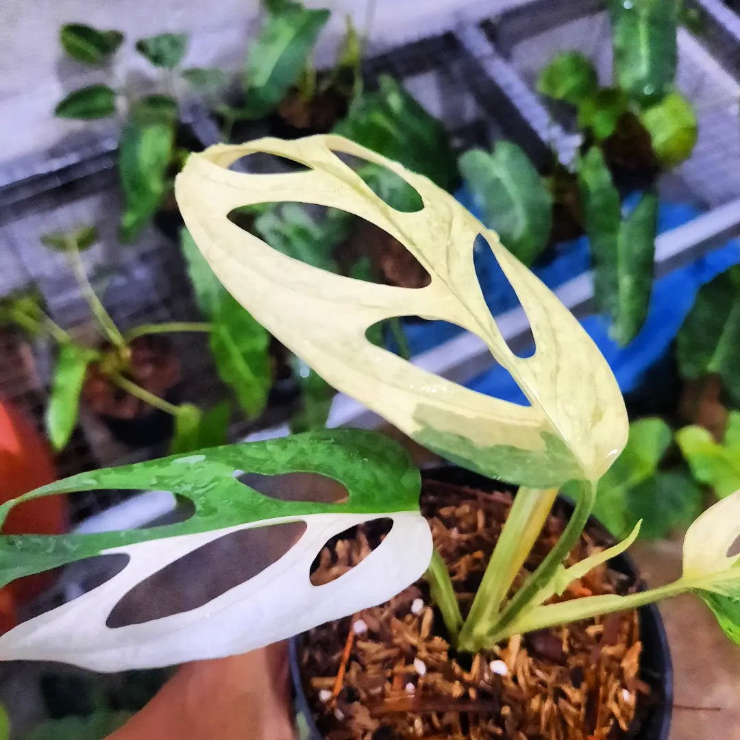 Monstera Adansonii Mint Indonesia — photo 2