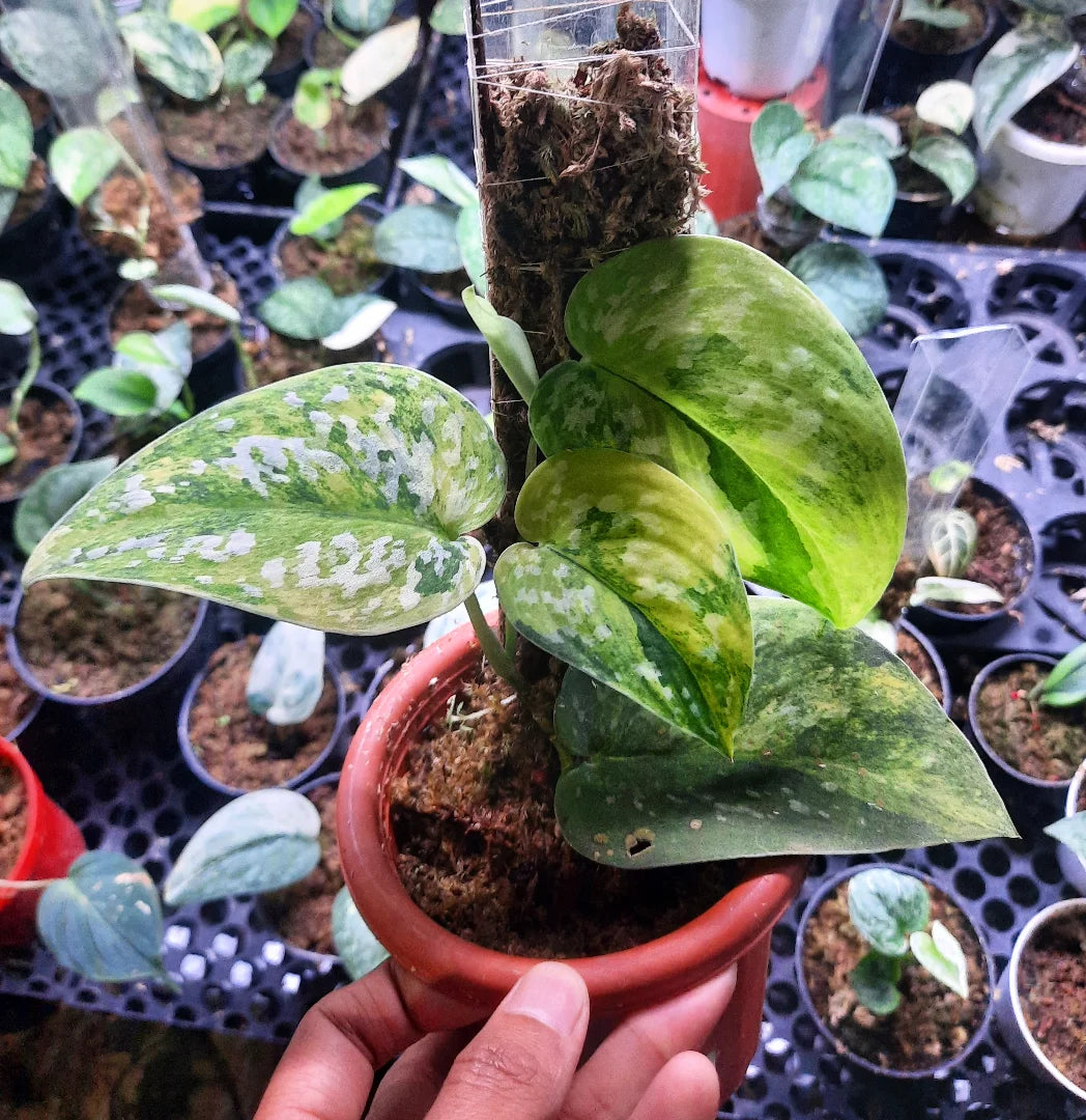 Scindapsus Argyraeus Aurea — rare Indonesian plant