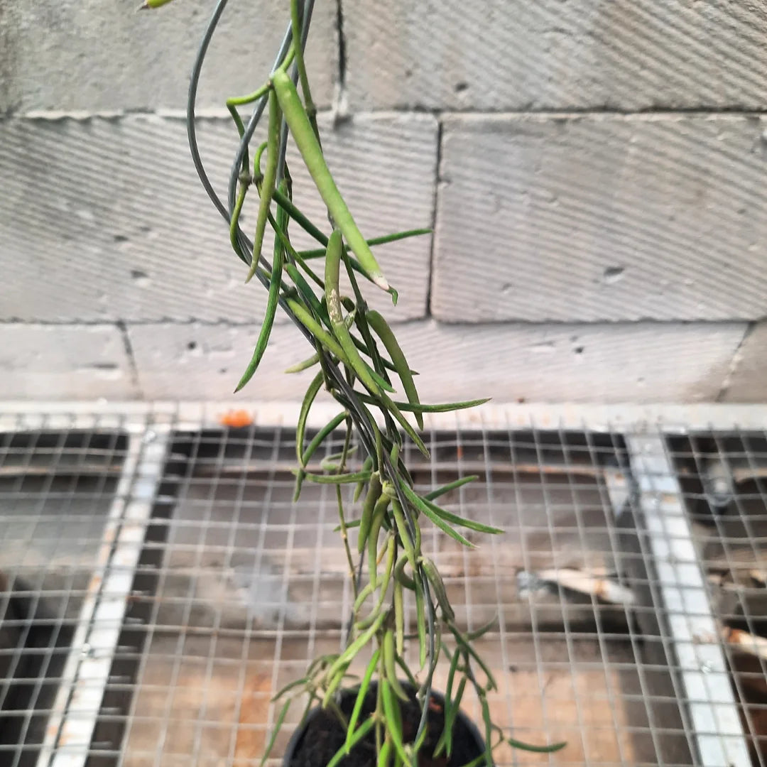 Hoya Linearis — photo 2